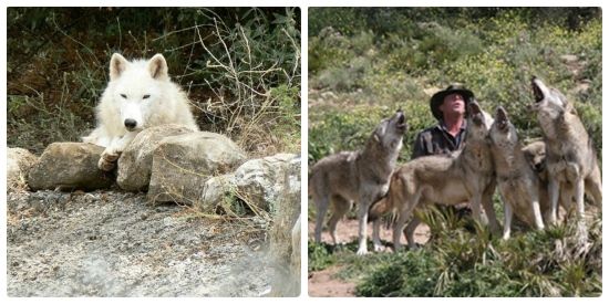 Lobo Park en Antequera
