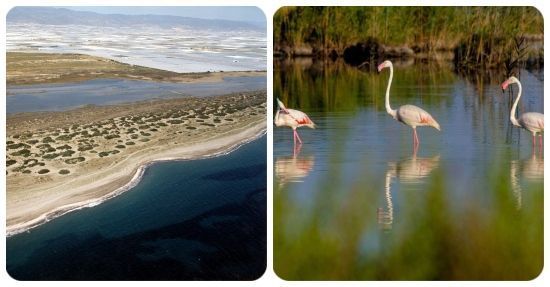 Parque Natural Punta Entinas-Sabinar