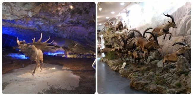Ir con niños al museo de la Fauna Glacial