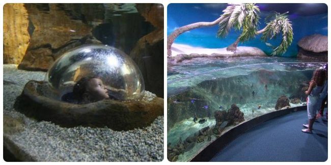 Ver el acuario de Gijón