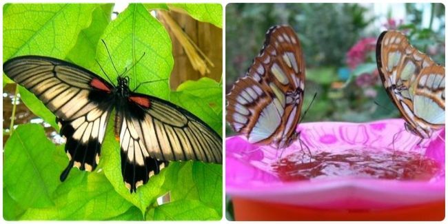 Relajarse, disfrutar y aprender en familia en el Mariposario de Nijar