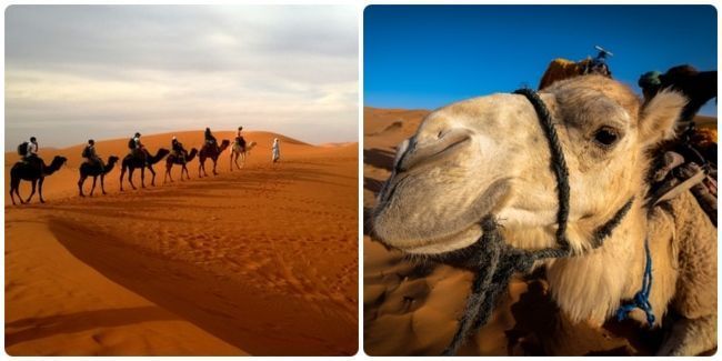 Sentirse como un tuareg paseando en lomo de camello.