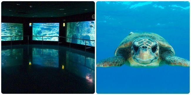 Vivir un día admirando los estanques del Aquarium Costa de Almería