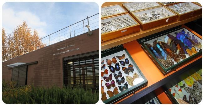 Centro Entomologico Manuel Ortego