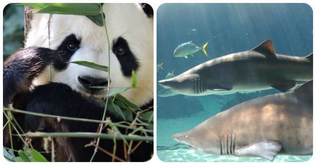 Zoo-Aquarium Madrid
