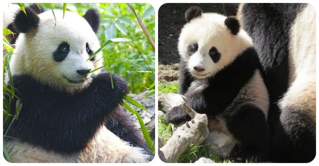 Osos Panda
