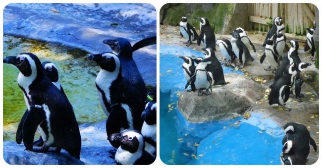 Pingüinos