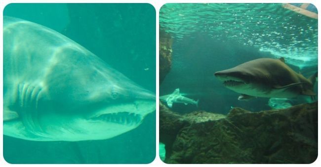 Tiburón Toro